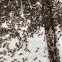 Odorous house ants