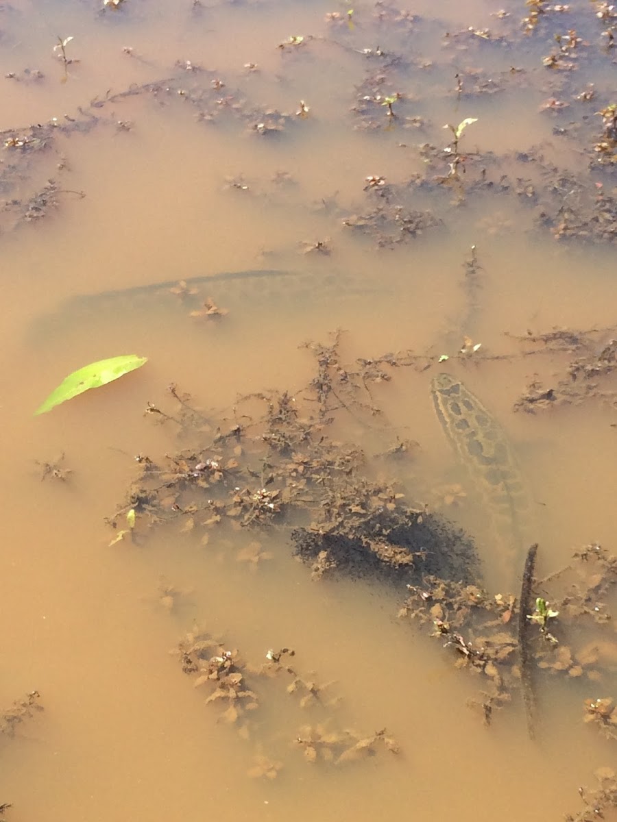 Northern Snakeheads