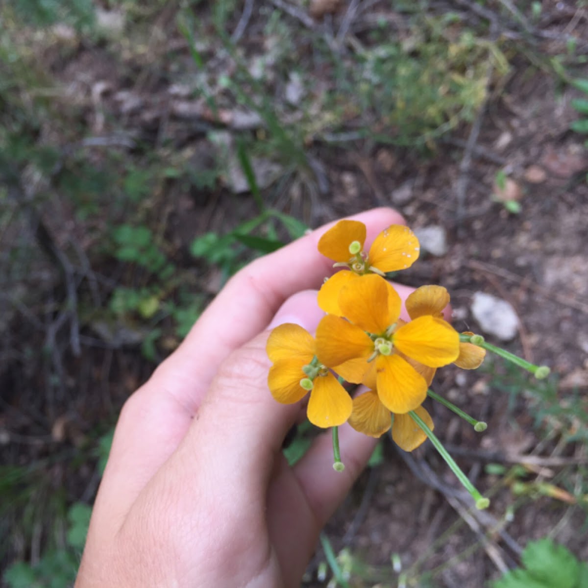 Western wallflower