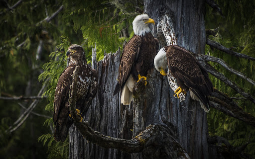 Majestic Eagles Perched in a Tranquil Forest screenshot 2