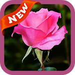 Cover Image of Baixar Rose Wallpaper 3.0 APK