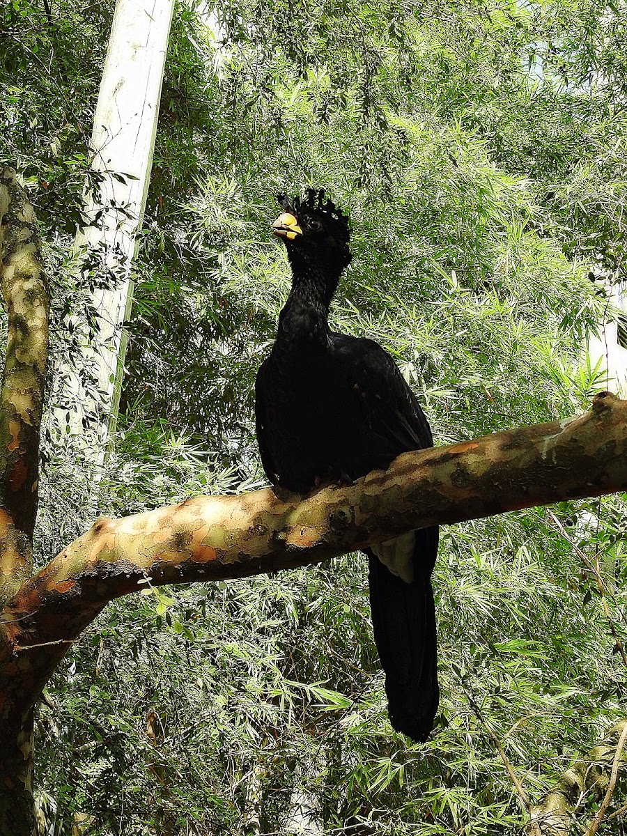 Great Curassow