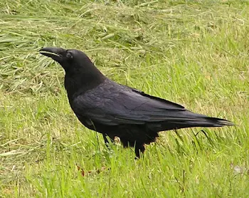 カラスの鳴き声