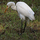 Cattle Egret