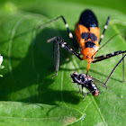 Milkweed Assassin Bug