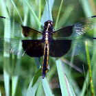 Widow Skimmer