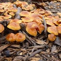 Honey fungus