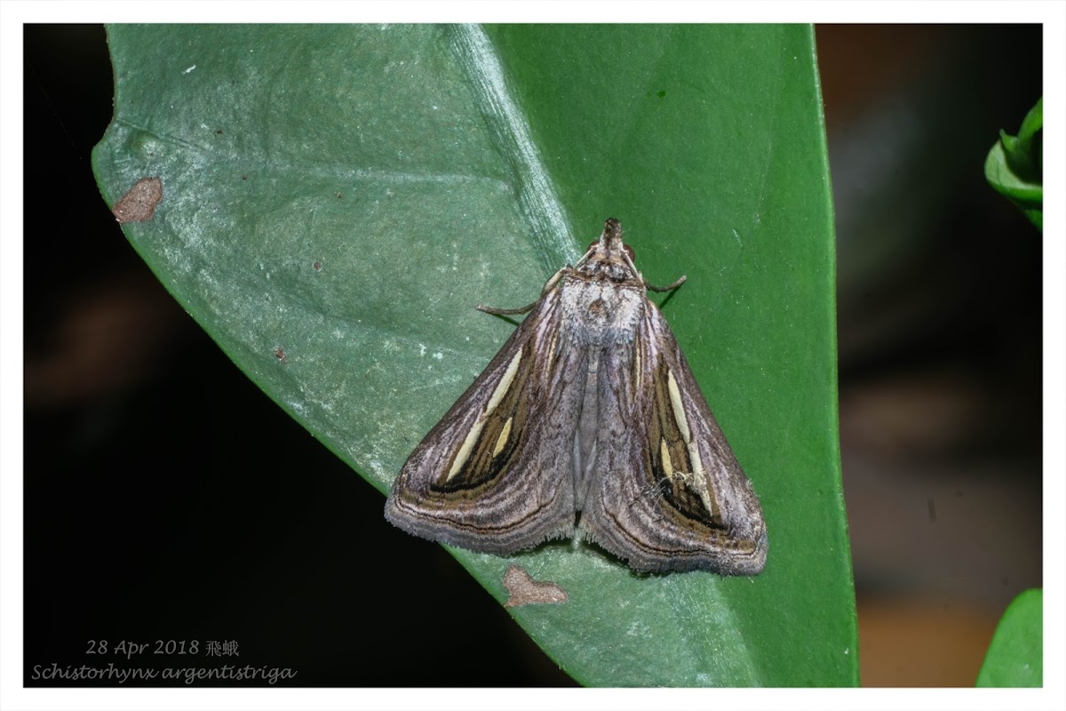 Schistorhynx argentistriga 飛蛾