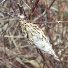 Bag worm cocoons