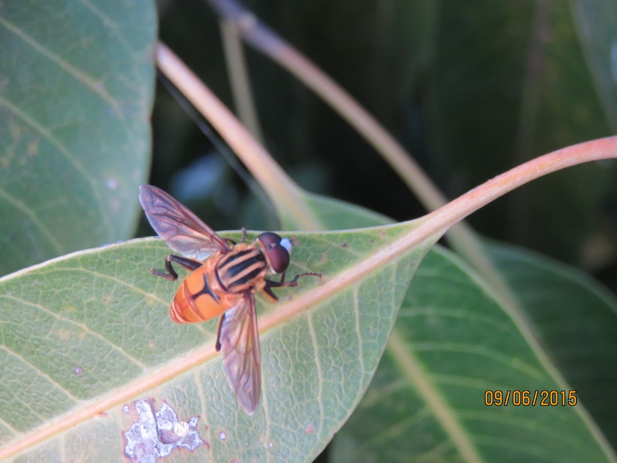 Marmalade Hoverfly