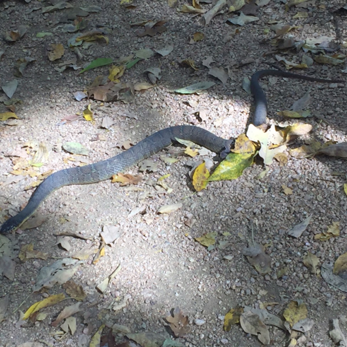 Blotched Water Snake