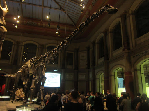 A Diplodocus skeleton. File photo.