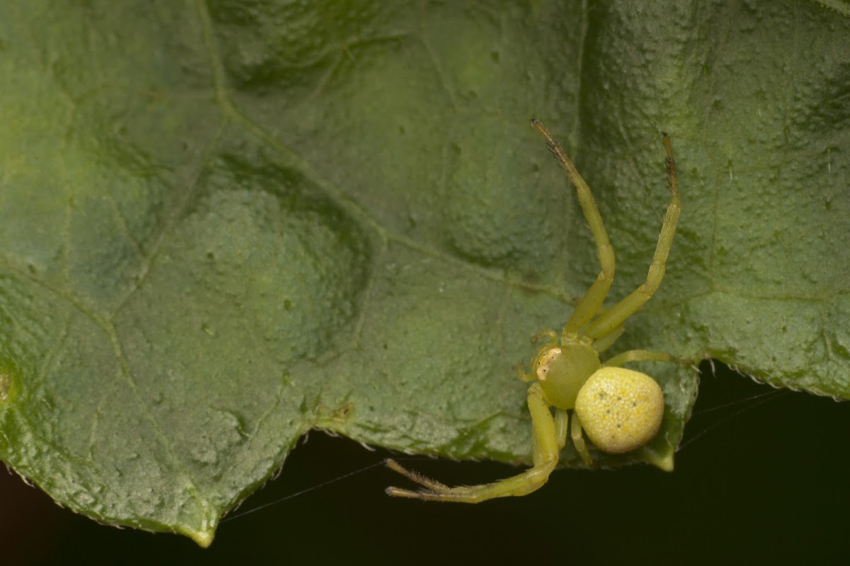 Crab Spider