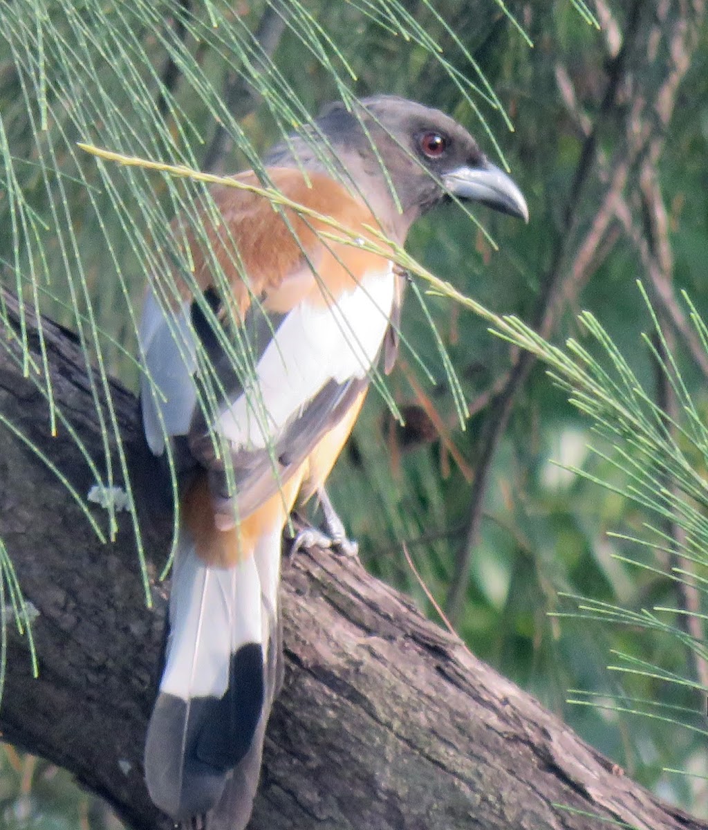 Rufous Treepie