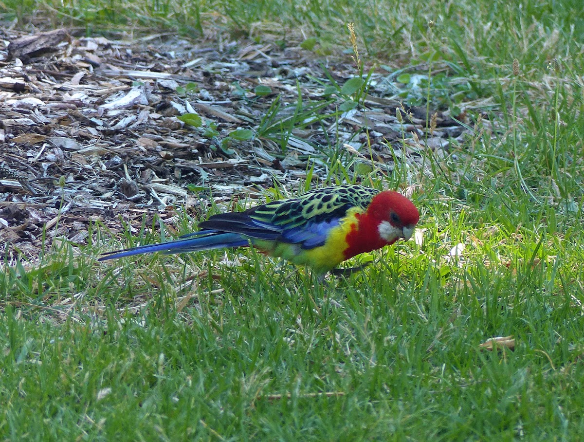 eastern rosella