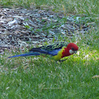 eastern rosella