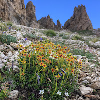 fiori sulla roccia di 