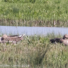 Greylag Goose