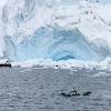 Antarctic Shag