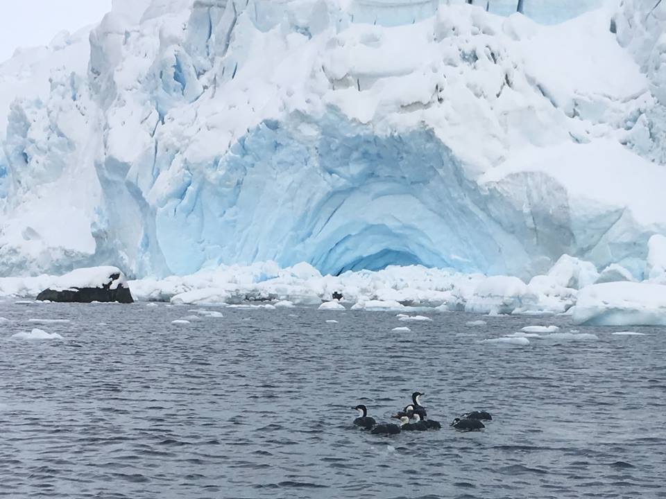 Antarctic Shag