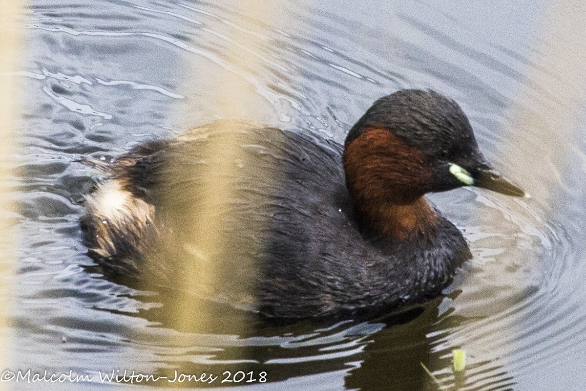 Little Grebe