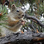 American Red Squirrel