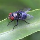 Bluebottle Fly