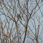 Ruby Crowned Kinglet