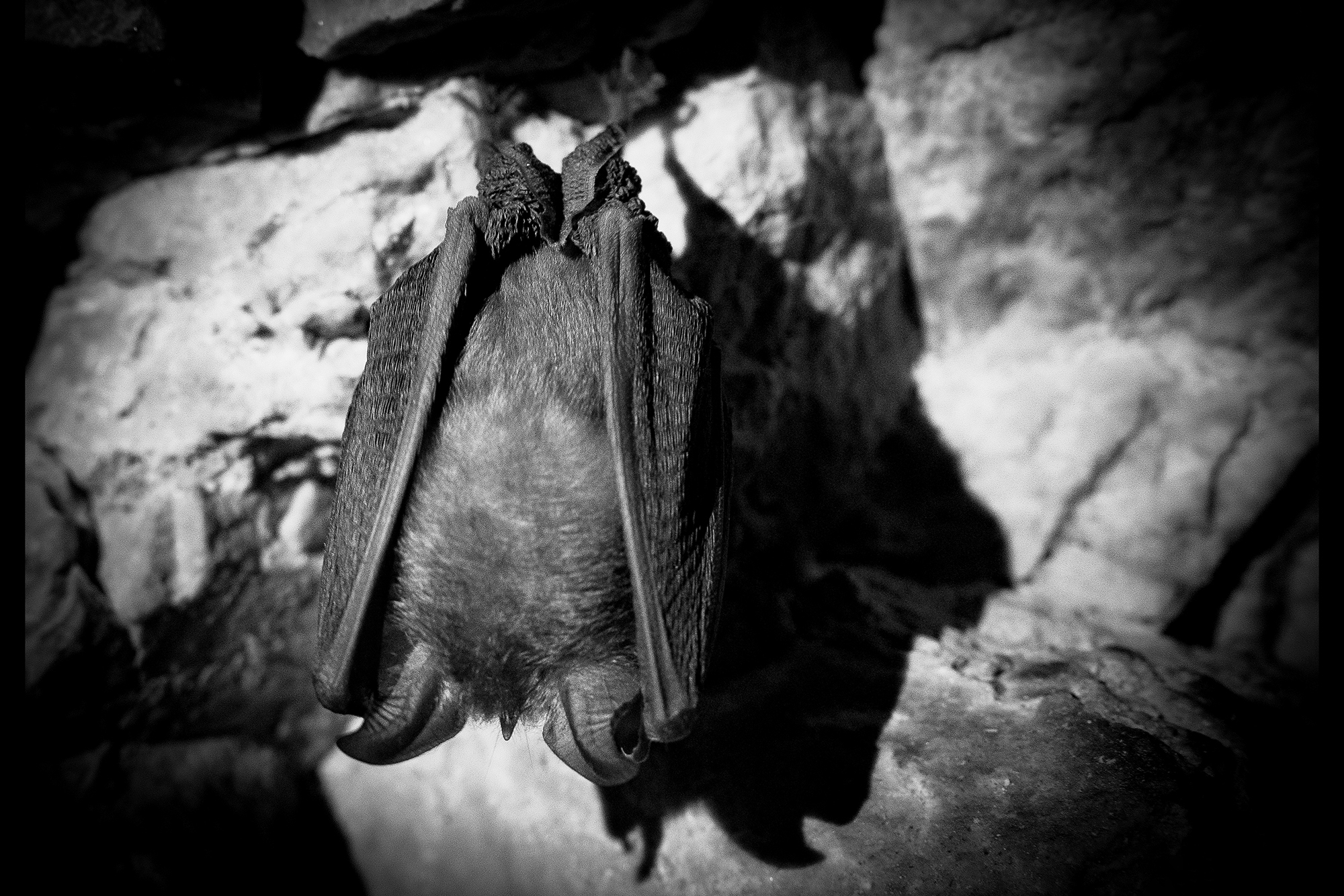 Pipistrello il re delle tenebre di brunosma