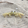 Atlantic Ghost Crab