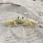 Atlantic Ghost Crab