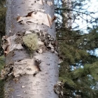 Paper Birch