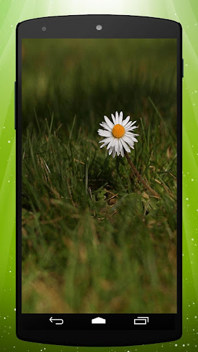 Daisy Live Wallpaper