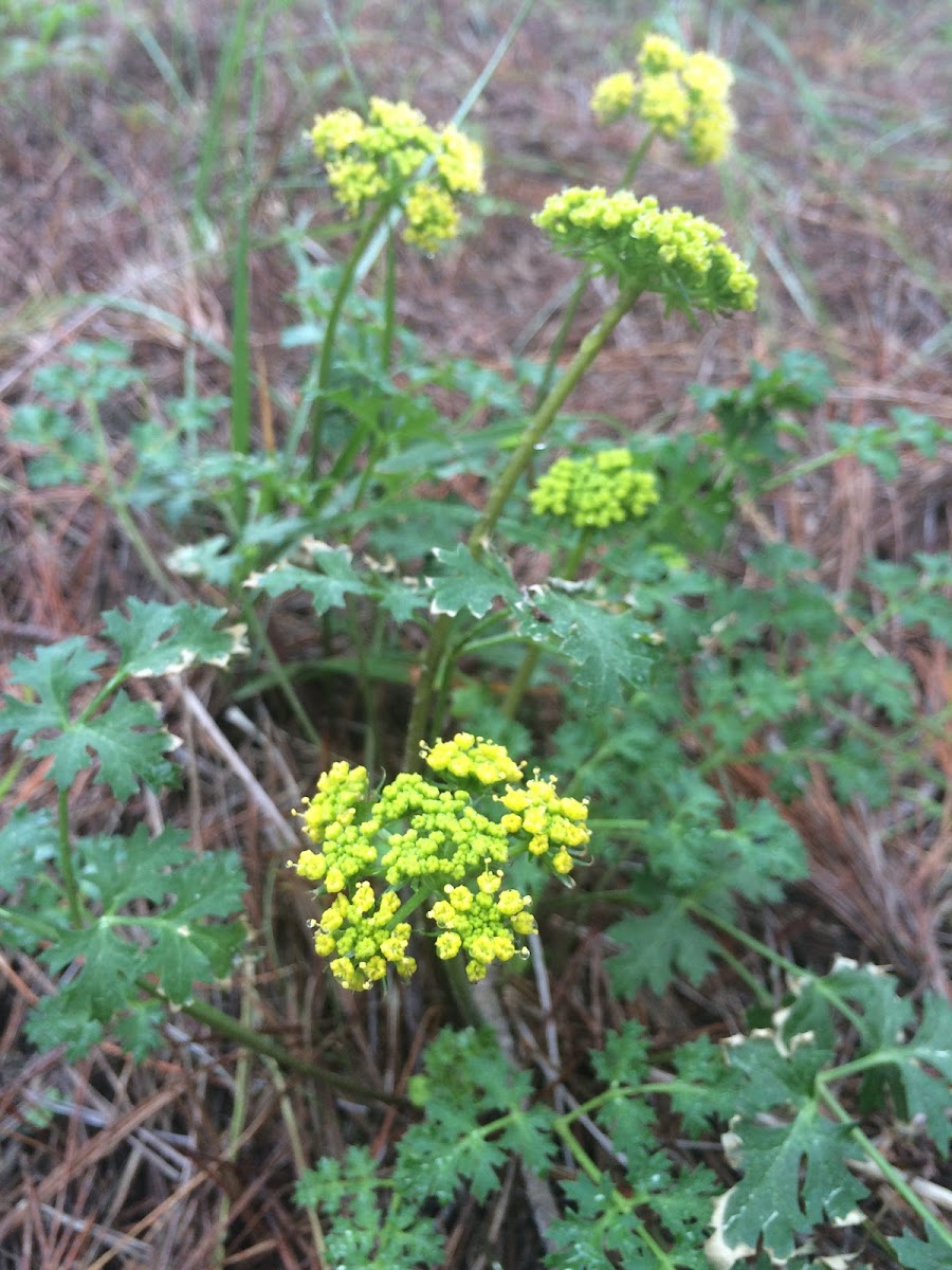 Coastal Biscuitroot