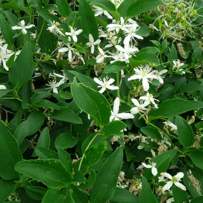 Honeysuckle