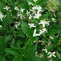 Honeysuckle