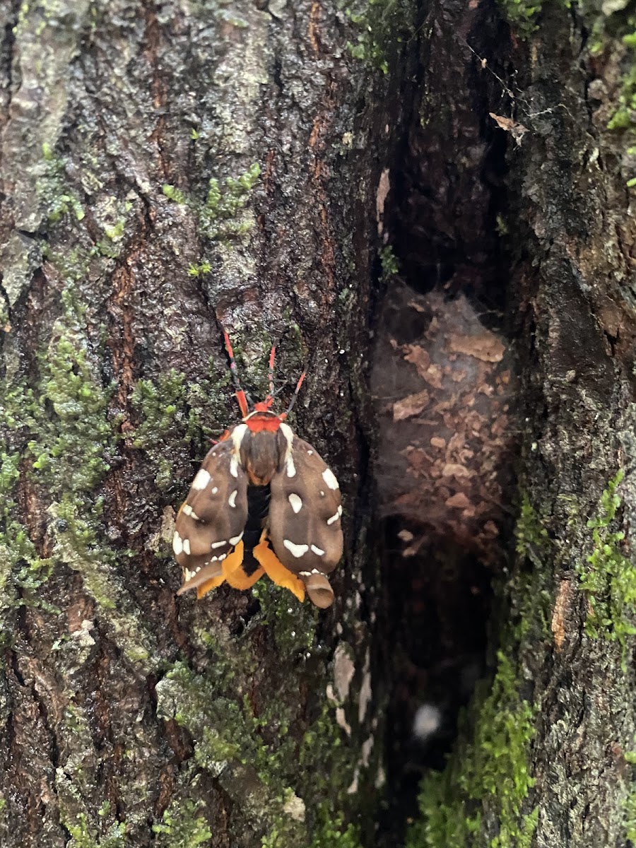 St. Lawrence Tiger Moth