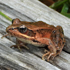 Northern red-legged frog