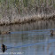 Gadwall; Anade Friso