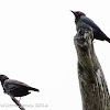 Asian Glossy Starling