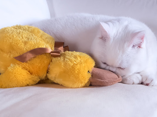 Peluches di utente cancellato