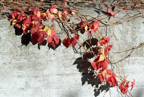 COLORE AUTUNNALE di misantrope