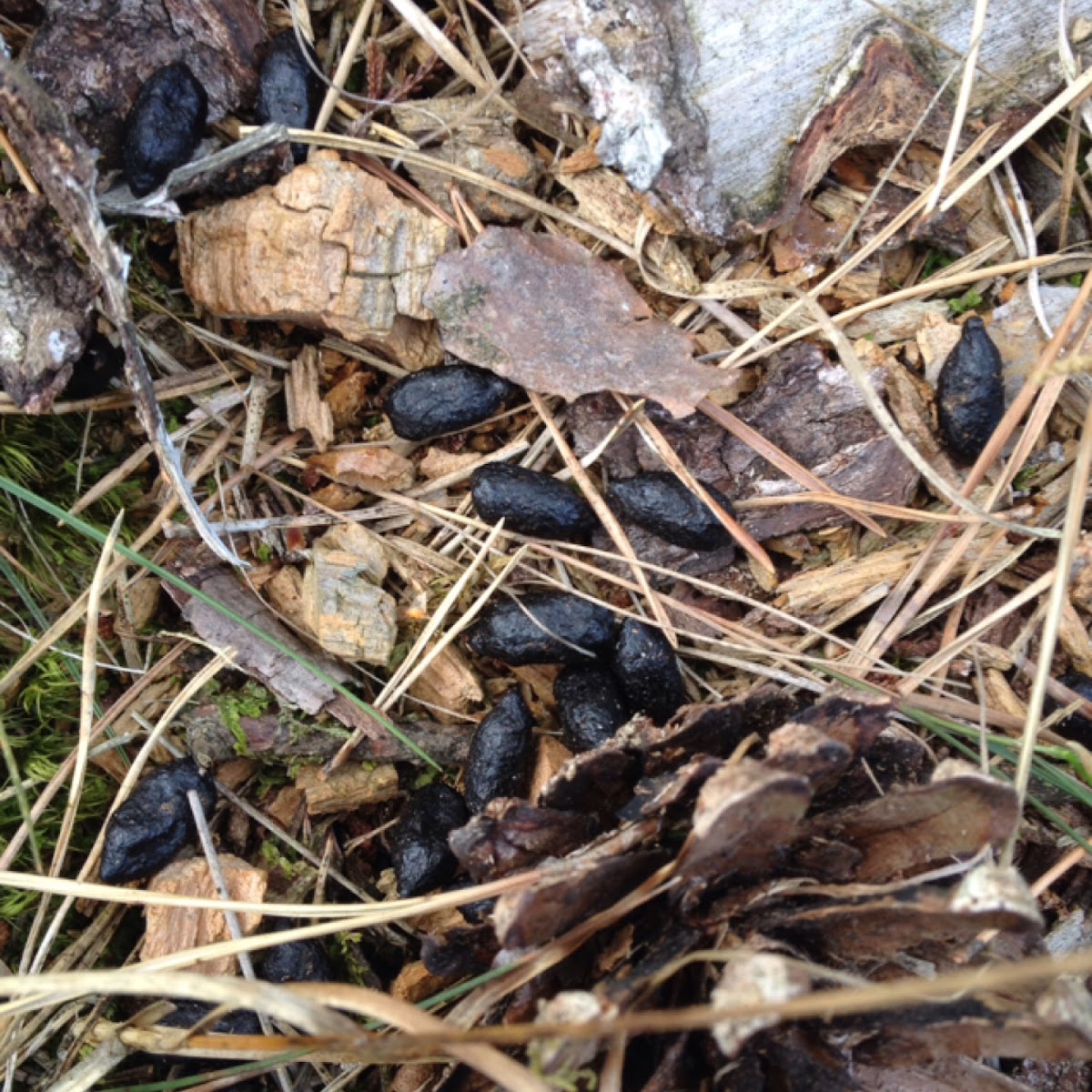 droppings of a roe deer