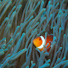 Ocellaris anemonefish