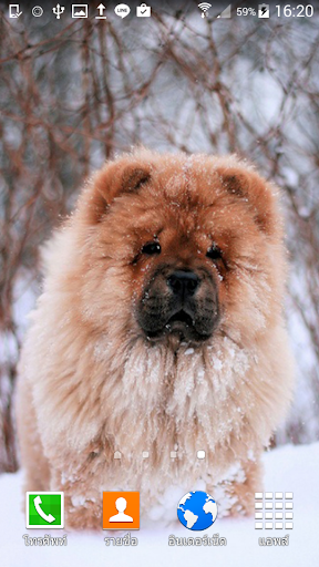 Chow Chow Dog Wallpaper