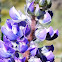 Silky lupine