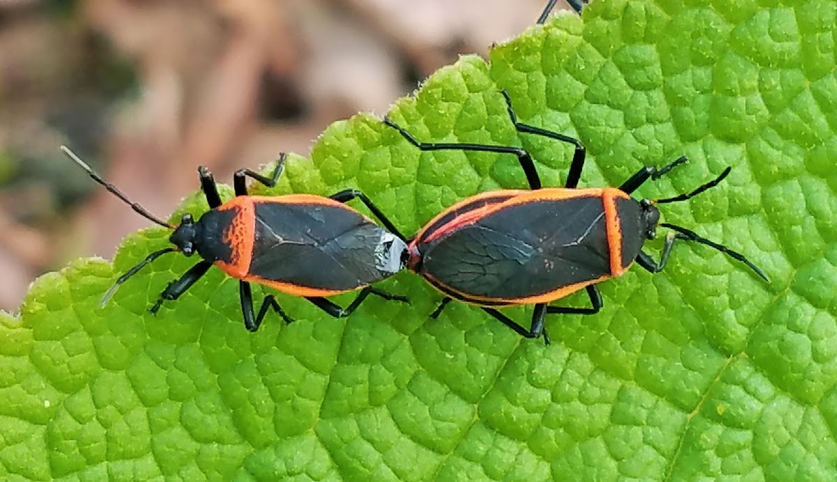 Bordered Plant Bug