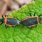 Bordered Plant Bug