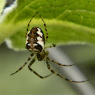 Metellina spider