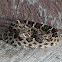 Western diamond-backed rattlesnake